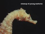 cose-up of young seahorse