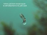 just-born broad squid