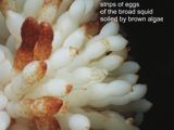 Broad Squid eggs