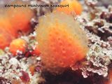 compound mushroom seasquirt