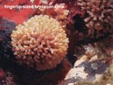 fingertip-sized bryozoan coral