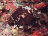 mating Aphelodoris nudibranchs