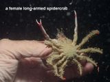 a female long-armed spidercrab
