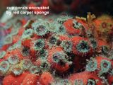 cup corals encrusted by red carpet sponge