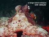 large sand octopus