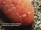 closeup of warty seaslug