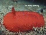 red warty seaslug