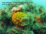 wellington nudibranch