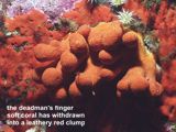 deadman's finger soft coral