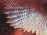 close-up of sand fanworm