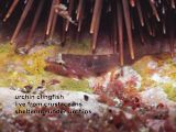 urchin clingfish