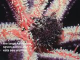 seven-armed star eating a sea urchin