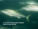 a school of emaciated kingfish