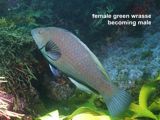 female green wrasse becoming male