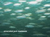 emaciated jack mackerels