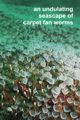 carpet fan worms