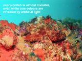 near invisable scorpionfish
