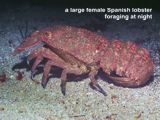 a large female Spanish lobster