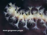 gorgonean polyps