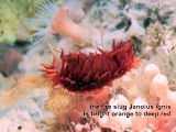 the fire slug Janolus ignis
