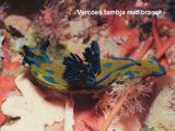Vercoes tambja nudibranch