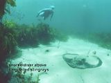 snorkeldiver above long tailed stingrays