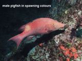 male pigfish in spawning colours