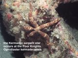 the Kermadec serpent star