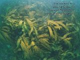 stalked kelp around Gisborne