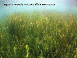 aquatic weeds in Lake Waikaremoana