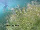 root-like aquatic weed