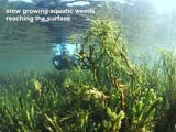 slow growing freshwater aquatic weeds
