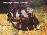 mating Aphelodoris sea slugs