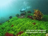 kelp and red seaweeds amongst green sea rimu