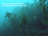 dying kelp found at the Poor Knights