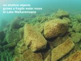 fragile water moss in Lake Waikaremoana