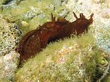 chain-mating brown sea hares Aplysia keraudreni