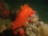 unidentified red dorid sea slug in Mahurangi Harbour