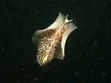 a swimming flatworm, looking very much like a sea slug