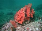 the red crust sponge Crella incrustans