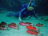 a diver approaching a group of goatfish
