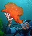 a diver holds the sea hare up for comparison