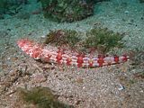 red lizardfish is a predator Synodus doaki