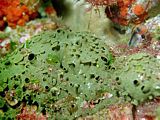 the green sponge feels rubbery Latrunculia kaakaariki