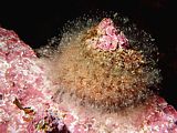 a cooks turban shell covered in sea rasp hydroids Cookia sulcata