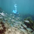 a freediver pursues a school of young trevally