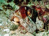 a large sand octopus (Octopus gibsi, Glycymeris laticostata)