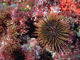 the brown urchin is uncommon at the Poor Knights.