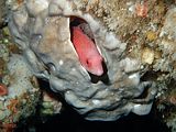a male scarlet wrasse has found a bed inside a grey sponge. Pseudolabrus miles