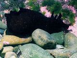 a black sea hare Aplysia nigra brunnea.